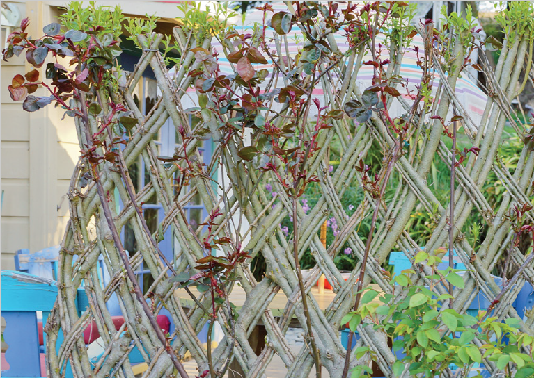 A living willow wall, latticed around the outdoor dining area
