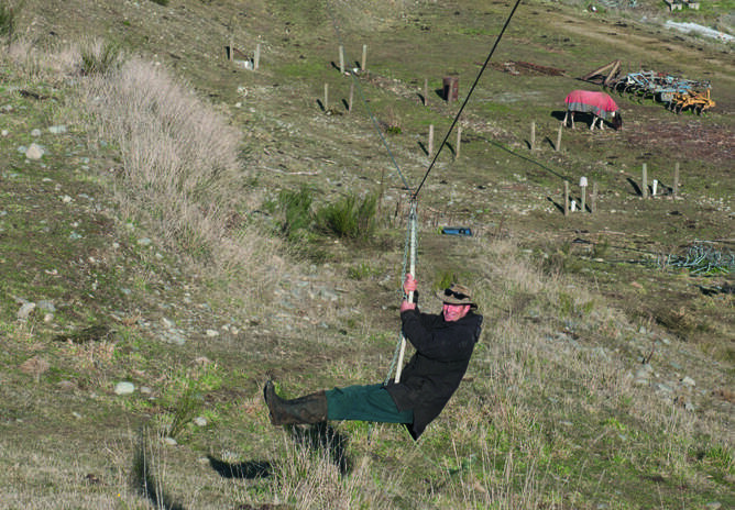 Harry makes the 110-metre ride to work in the milking shed in 10 seconds