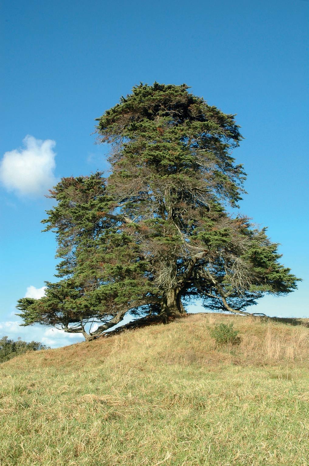 Cupressus Macrocarpa