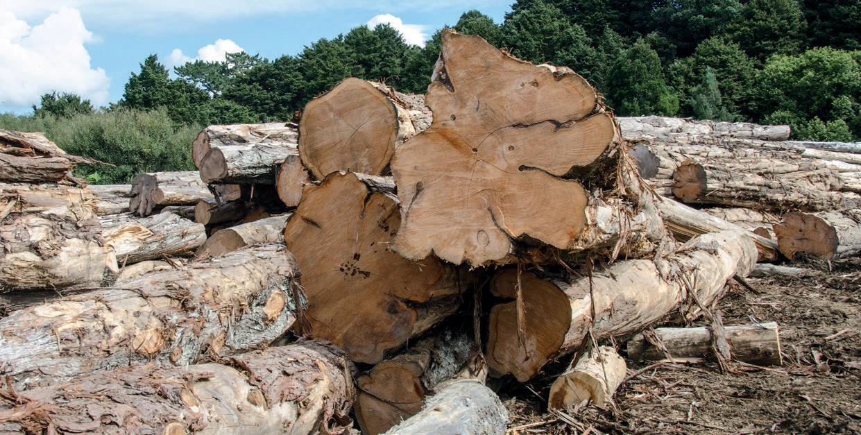 Macrocarpa has very little sapwood. These cut logs show sapwood quite clearly as a lighter area.
