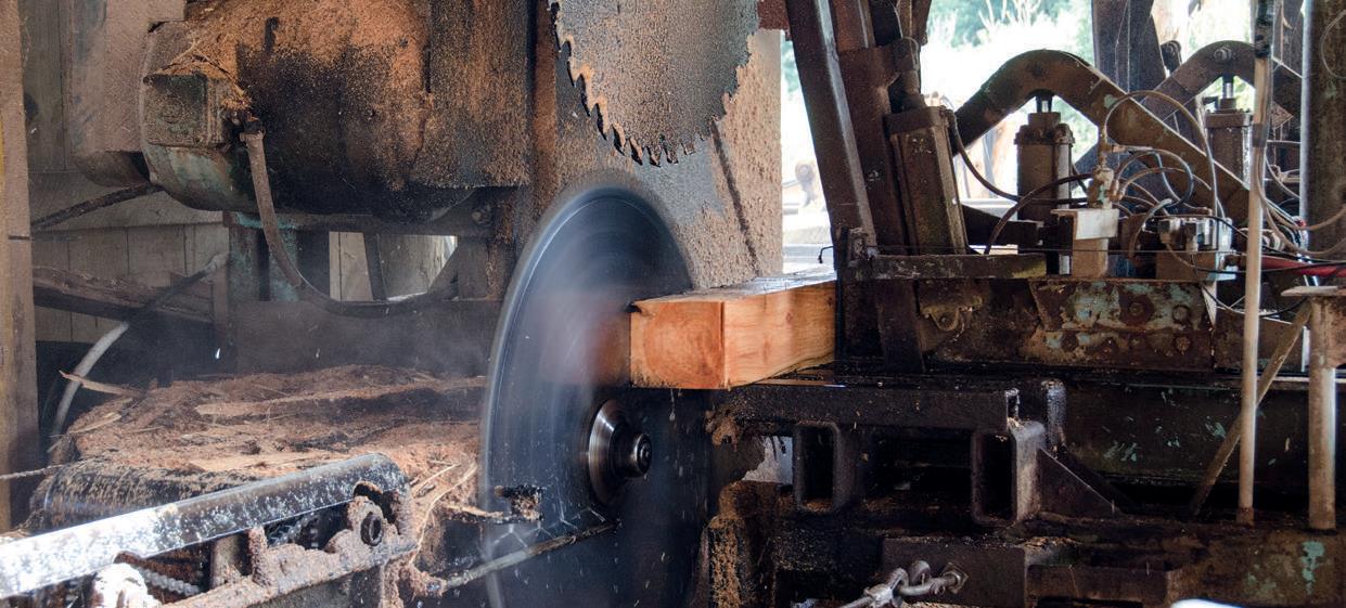Breaking down macrocarpa logs